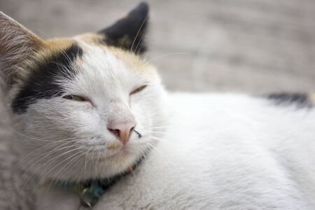 Sleepy catの写真素材