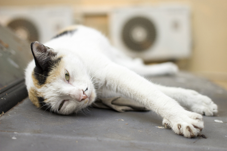 Sleepy catの写真素材