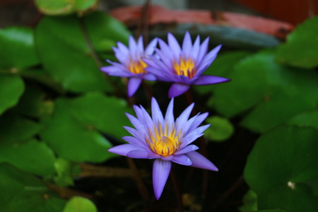 Lotus flowerの写真素材