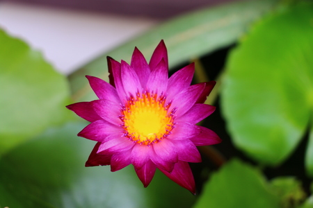 Lotus flowerの写真素材