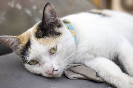 Sleepy catの写真素材