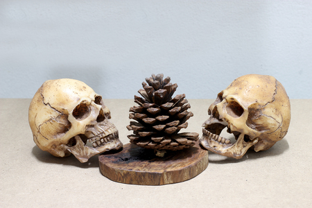 Human skull on old wood background ; still-lifeの写真素材