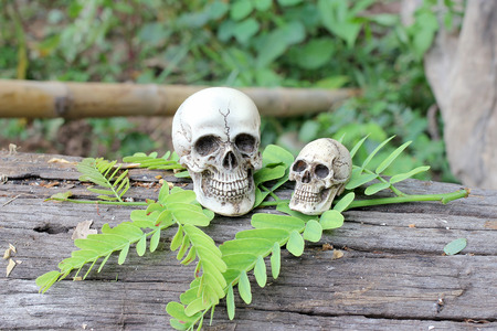 Still life of Human Skull in natureの写真素材