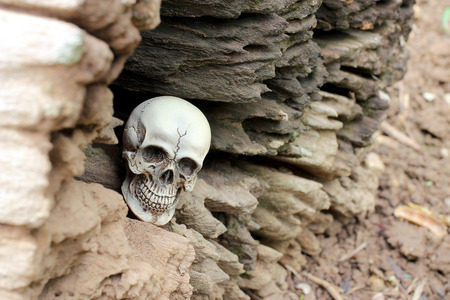 Human Skull in hollow of the stub, old wood in the forest. still life styleの写真素材