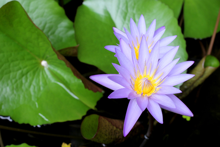 Purple lotus blooming in the glade / Selective focusの写真素材