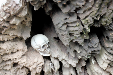 Human Skull in hollow of the stub, old wood in the forest. still life styleの写真素材