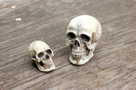 Human skull on old wood background in nature , still lifeの写真素材