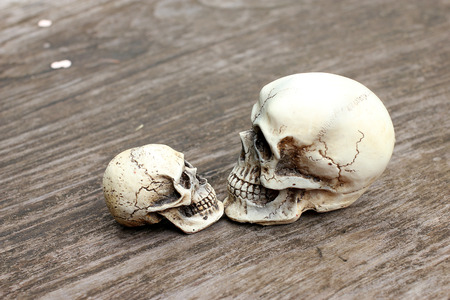 Human skull on old wood background in nature , still lifeの写真素材