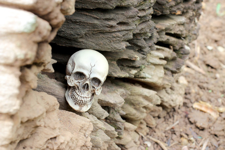 Human Skull in hollow of the stub, old wood in the forest. still life styleの写真素材