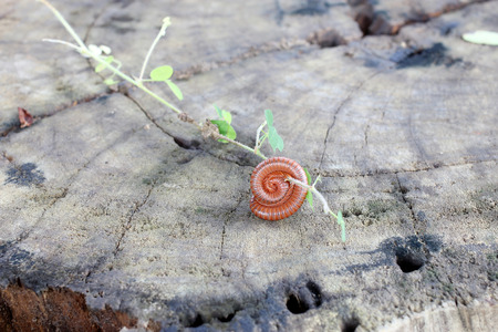 millipede. millipede one. Millipede coiled. Millipedes curl on wood with Grassの写真素材