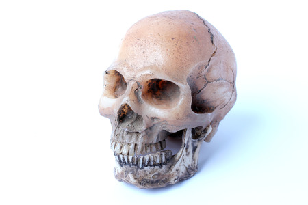 Human skull isolated on white backgroundの写真素材
