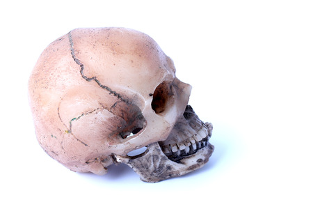 Human skull isolated on white backgroundの写真素材
