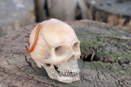 human skull with Millipede on old wood in the forest, still life style.の写真素材