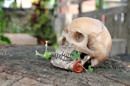 human skull with Millipede on old wood in the forest, still life style.の写真素材