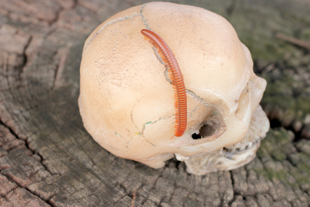 human skull with Millipede on old wood in the forest, still life style.の写真素材