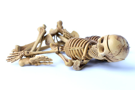 human skeleton isolated on white backgroundの写真素材