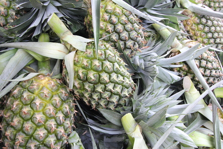 A lot of pineapple fruit in a farmの写真素材