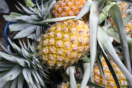 A lot of pineapple fruit in a farmの写真素材