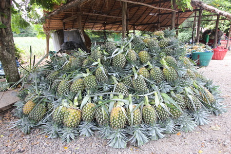 A lot of pineapple fruit in a farmの写真素材