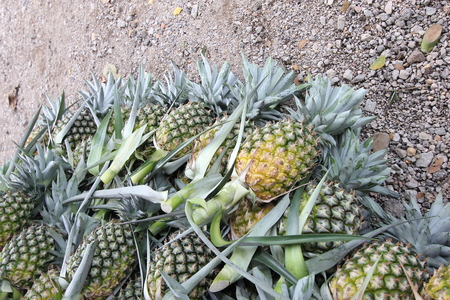 A lot of pineapple fruit in a farmの写真素材
