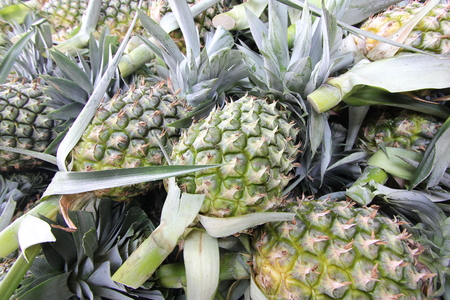 A lot of pineapple fruit in a farmの写真素材