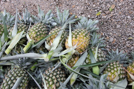 A lot of pineapple fruit in a farmの写真素材
