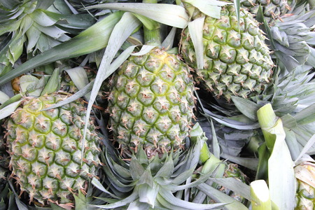 A lot of pineapple fruit in a farmの写真素材