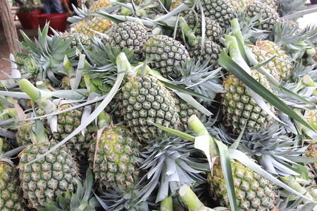 A lot of pineapple fruit in a farmの写真素材