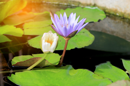 Lotus flower in pond backgroundの写真素材
