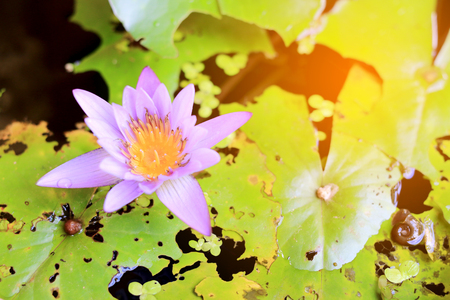 Lotus flower in pond backgroundの写真素材