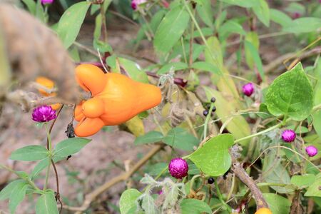 Solanum mammosum on plantの写真素材