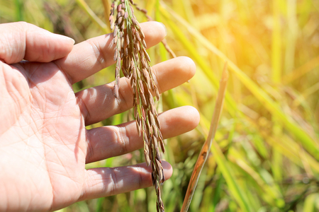 Old hand tenderly touching a young rice in the paddy field in sunset timeの写真素材