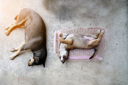 little puppy dog sleeping in old pink basket on cement floor with mother dog.の写真素材