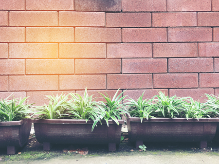 green leaves against the background of orange old brick wallの写真素材