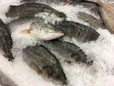 fresh white snapper on ice in local supermarket or department store.の写真素材