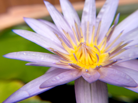 Beautiful violet or purple lotus flower with water droplets on the petals is complimented by the rich colors of the deep blue water surface in pond.  Extreme shallow depth of field.の写真素材
