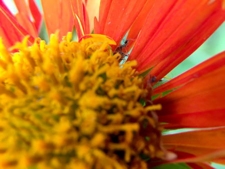 A very small black ant eats nectar on a red flower in the garden.Extreme shallow depth of field.の写真素材
