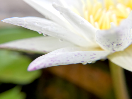 Beautiful white lotus flower with water droplets on the petals is complimented by the rich colors of the deep blue water surface in pond.  Extreme shallow depth of field.の写真素材