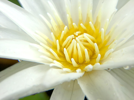 Beautiful white lotus flower with water droplets on the petals is complimented by the rich colors of the deep blue water surface in pond.  Extreme shallow depth of field.の写真素材
