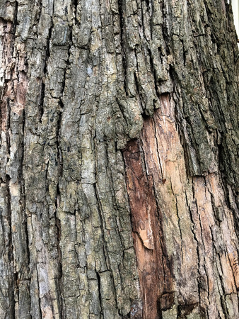 close up of old wooden texture background, Wooden texture, empty wood backgroundの写真素材