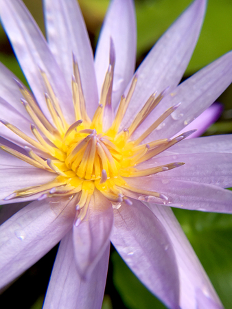 Beautiful violet or purple lotus flower with water droplets on the petals is complimented by the rich colors of the deep blue water surface in pond.  Extreme shallow depth of field.の写真素材