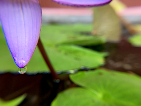 Beautiful violet or purple lotus flower with water droplets on the petals is complimented by the rich colors of the deep blue water surface in pond.  Extreme shallow depth of field.の写真素材