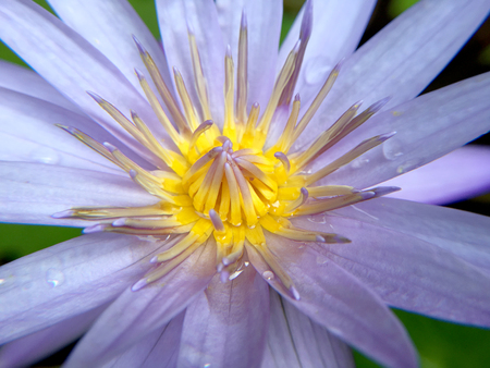 Beautiful violet or purple lotus flower with water droplets on the petals is complimented by the rich colors of the deep blue water surface in pond.  Extreme shallow depth of field.の写真素材