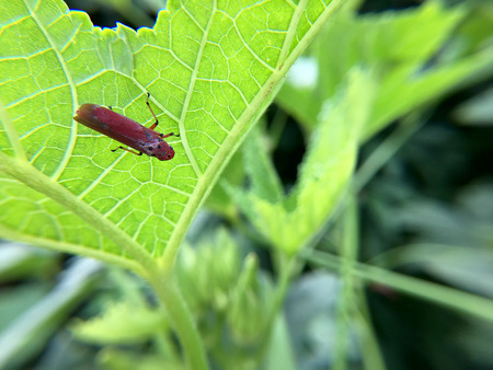 Macro photography of small baby grasshopper on green leaf in the forest, Grasshopper a plant-eating insect and leaf with long hind legs that are used for jumping. Extreme shallow depth of field.の写真素材
