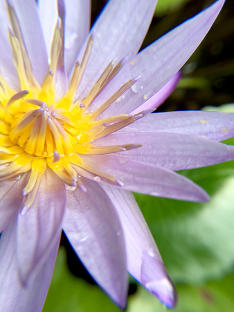 Beautiful violet or purple lotus flower with water droplets on the petals is complimented by the rich colors of the deep blue water surface in pond.  Extreme shallow depth of field.の写真素材
