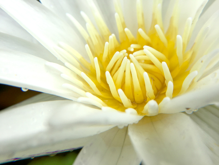Beautiful white lotus flower with water droplets on the petals is complimented by the rich colors of the deep blue water surface in pond.  Extreme shallow depth of field.の写真素材