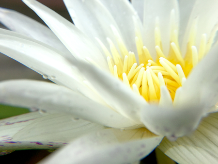 Beautiful white lotus flower with water droplets on the petals is complimented by the rich colors of the deep blue water surface in pond.  Extreme shallow depth of field.の写真素材