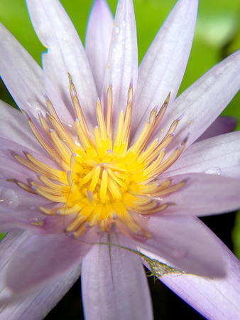 Beautiful violet or purple lotus flower with water droplets on the petals is complimented by the rich colors of the deep blue water surface in pond.  Extreme shallow depth of field.の写真素材