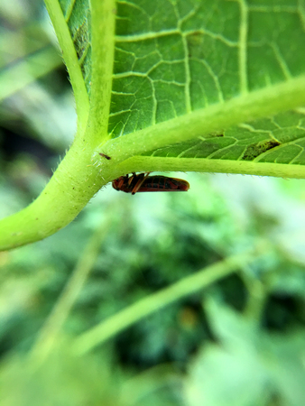 Macro photography of small baby grasshopper on green leaf in the forest, Grasshopper a plant-eating insect and leaf with long hind legs that are used for jumping. Extreme shallow depth of field.の写真素材