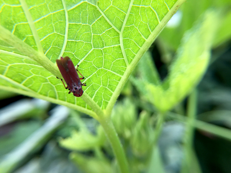 Macro photography of small baby grasshopper on green leaf in the forest, Grasshopper a plant-eating insect and leaf with long hind legs that are used for jumping. Extreme shallow depth of field.の写真素材